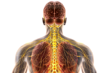 Anatomy of the Nervous System Isolated on Transparent Background