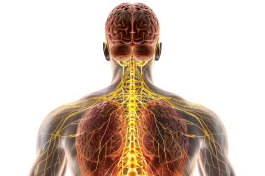 Anatomy of the Nervous System Isolated on Transparent Background