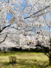 春風薫る満開桜と青空