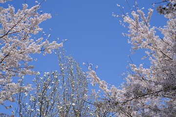 青空に映える満開の桜