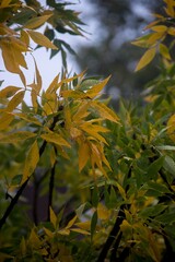 yellow leaves from a tree in autumn before falling.