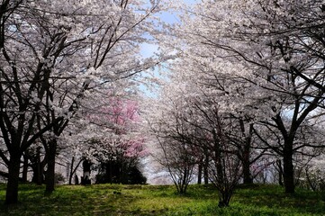 桜のトンネル、春風が抜ける