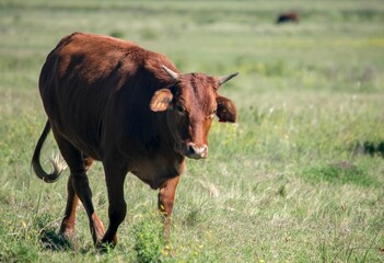 brown cow grazing in the field.