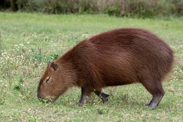 capybaras in Salto Grande lake, Concordia, Entre Rios.