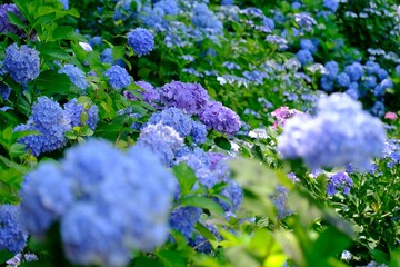 透き通る朝に咲く青い紫陽花