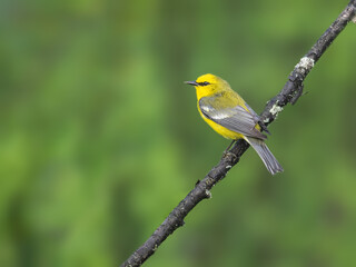Blue-winged Warbler on tree branch in Spring
