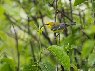 Blue-winged Warbler on tree branch in Spring
