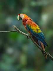Scarlet Macaw closeup portrait on tree branch against blur green background