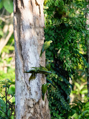 Wild Red-bellied Macaws eat tree bark in Ecuador