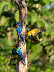 Wild Blue-and-yellow Macaws eat tree bark in Ecuador