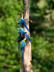 Wild Blue-and-yellow Macaws eat tree bark in Ecuador