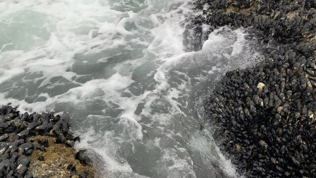 Colony of mussels (Mytilus) on the rocks of the California coast.