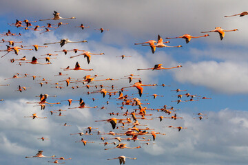 Flock of flamingos flying in the sky with clouds