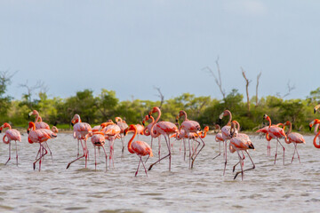 Flock of flamingos walking in a shallow pond in la Guajira, Colombia