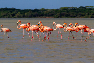 Flock of flamingos walking in a shallow pond in la Guajira, Colombia