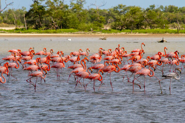 Flock of flamingos walking in a shallow pond in la Guajira, Colombia