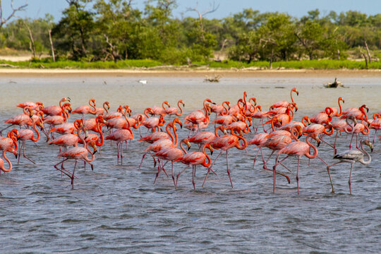 Flock of flamingos walking in a shallow pond in la Guajira, Colombia