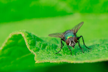 Bottle Fly