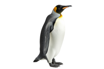 Elegant Emperor Penguin Isolated on Transparent Background