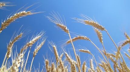 Wheat stalks under the clear blue sky