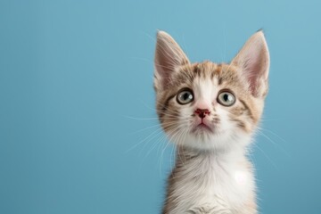 Portrait of a white and tan tabby kitten looking up and slightly to viewers right with wide eyed curiosity. Blue background with copy space - generative ai