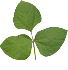 My Garden Leaves Front-Rear 007