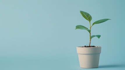 small plant growing on pot near coin money copy space on blue background 