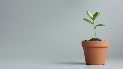 small plant growing on pot near coin copy space on gray background 