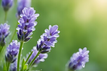 Obraz premium A bunch of purple flowers with green leaves