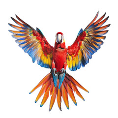Fototapeta premium red and yellow macaw