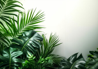 Fototapeta premium Sunlit Monstera Leaves with white Background