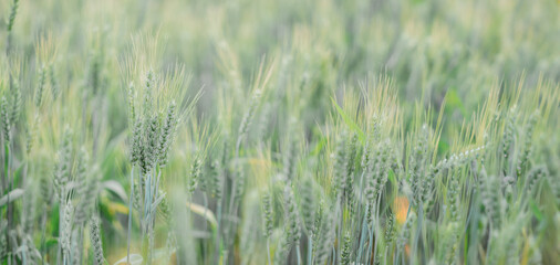 A field of wheat is shown in a blurry, hazy, and somewhat grainy photo. The wheat is tall and...