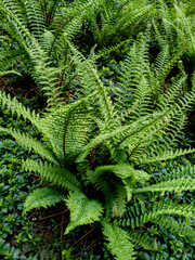 green fern background