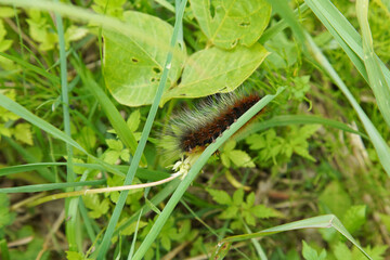 葉に乗る大きな毛虫
