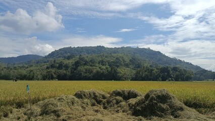 The natural scenery has a tropical climate with expanses of rice fields with hills on the outskirts