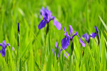 群生するカキツバタ