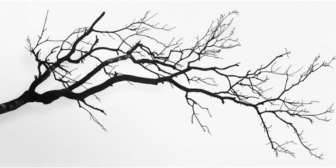 Fototapeta premium Branches in vector graphics, using simple lines and minimalism against a white background in monochrome.