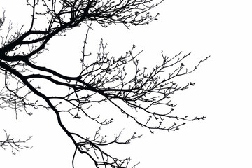 Fototapeta premium Black tree branches on a white background in a vector illustration using a flat design with a minimalist style, simple lines, and simple shapes.