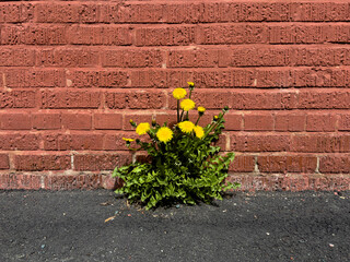A cluster of dandelions with bright yellow flowers and long green leaves grew up from a crack in...