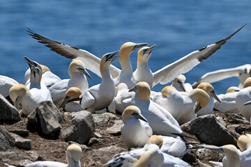 A colony of adult Northern gannets perched on a large rock. The birds are nesting on the cliff with...