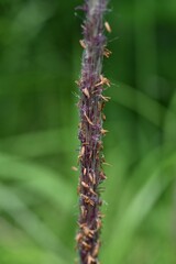 Cogongrass ( Imperata cylindrica ) flowers.
Poaceae perennial plants. Produces reddish-brown flower spikes in early summer. Seeds wrapped in fluff are blown away by the wind.
