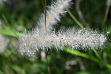 Obraz premium Cogongrass ( Imperata cylindrica ) flowers. Poaceae perennial plants. Produces reddish-brown flower spikes in early summer. Seeds wrapped in fluff are blown away by the wind.