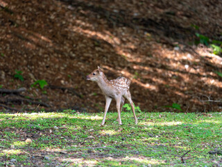 【奈良公園】可愛い鹿の赤ちゃん
