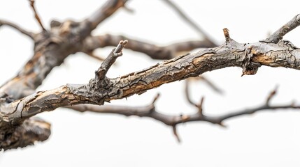 closeup of brown dry tree branch texture on white isolated background abstract nature concept macro photography