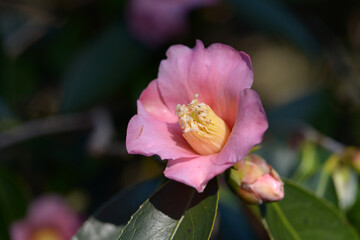 土佐有楽　ツバキ