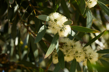 Closeup of delicate white flowers of eucalypt during spring blossoming in natural habitat