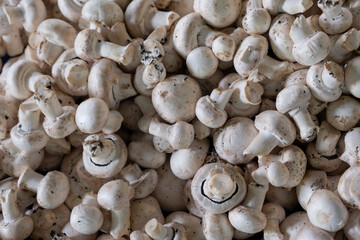 Fresh mushrooms sold in the market