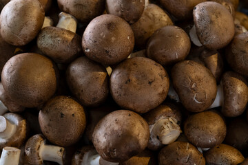 Fresh mushrooms sold in the market