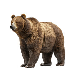 Fototapeta premium brown bear in a full body standing pose on a white background, png.