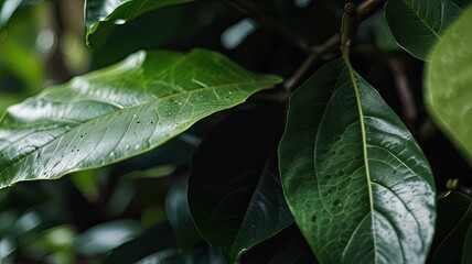 green leaves with dew drops